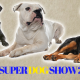 Super dog show Fiera di Roma roma presso commercity