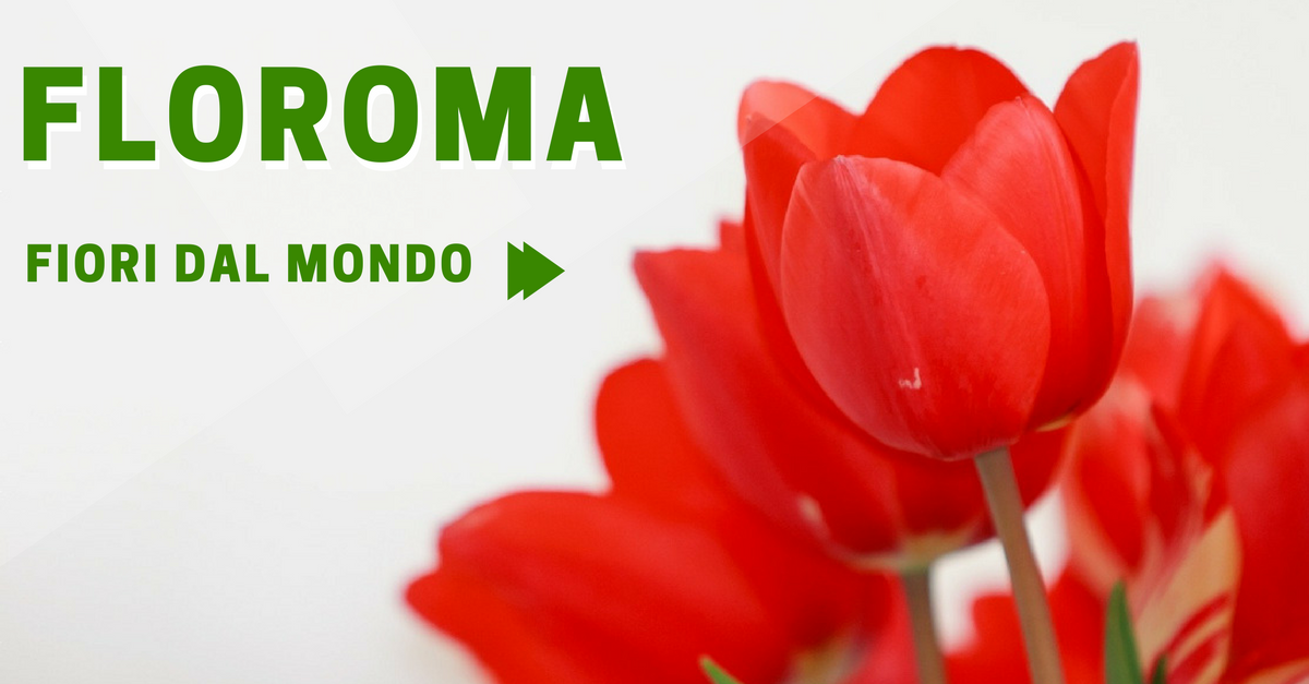 floroma commercity